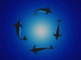 Dolphin circle